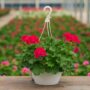 Geranium – Calliope Medium Crimson Flame – 10″ Hanging Basket